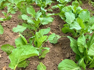 Colorado beetle larva on young potato leaves, Leptinotarsa decemlineata in green garden, selective focus