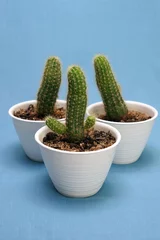 Glasschilderij Cactus in pot cactus in pot