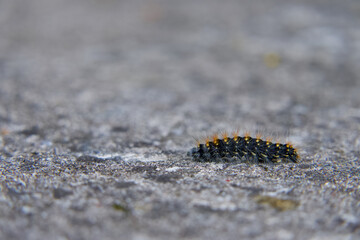 Caterpillar moving on a rock