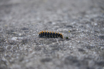 Caterpillar moving on a rock