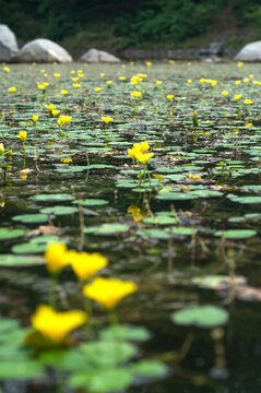 Blooming Nymphoides peltata fringed water lilies forms a floating carpet on small lake