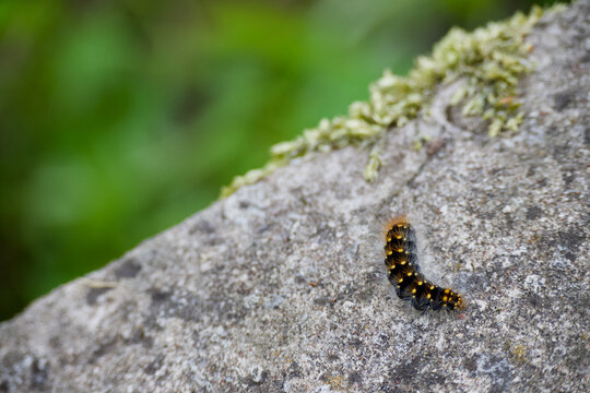 Caterpillar moving on a rock