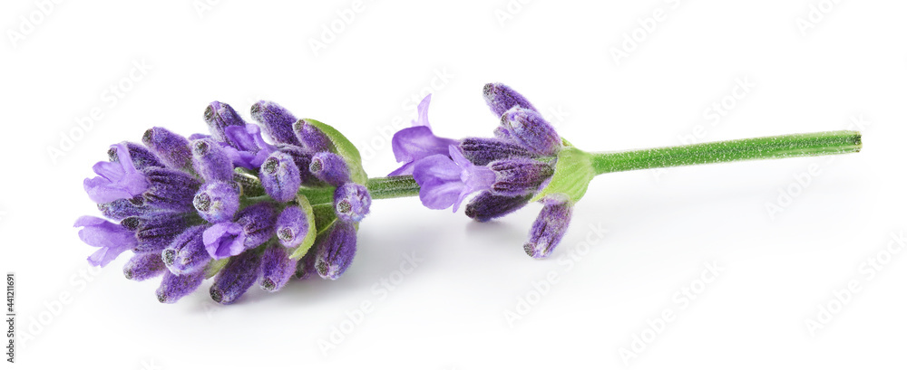 Wall mural Lavender flowers isolated on white background