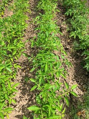 beds with young tomato shoots, black soil, growing green vegetables in garden