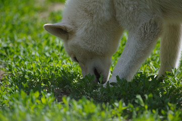 White husky sniffing grass