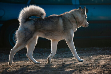 Siberian husky running in contour light