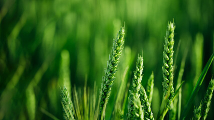 Fototapeta na wymiar Macro close up of fresh young ears of young green wheat in spring summer field. Free space for text. Agriculture scene