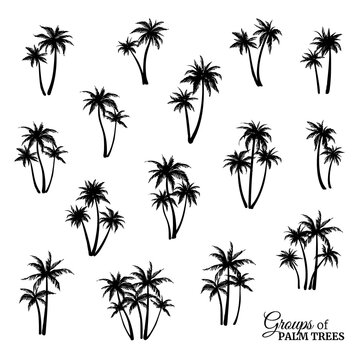 Group of palm trees silhouettes. Vector illustration