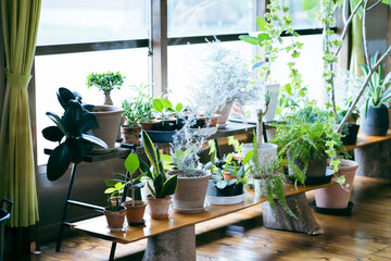 窓辺に並べられた植物の鉢