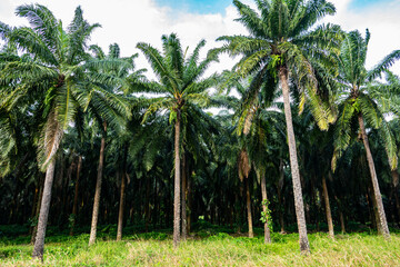 palm trees in the park