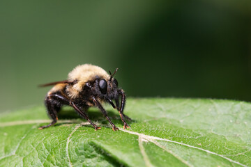 A Bumble bee mimic robber fly (Laphria thoracica) rests on a leaf at Taylor Creek Park in Toronto, Ontario.