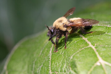 A Bumble bee mimic robber fly (Laphria thoracica) rests on a leaf at Taylor Creek Park in Toronto, Ontario.