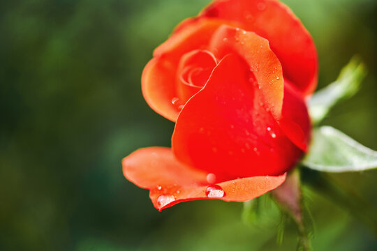 Beautiful red rose with dew drops on an early morning day