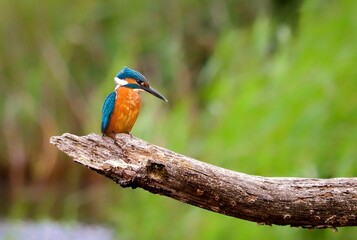 Kingfisher