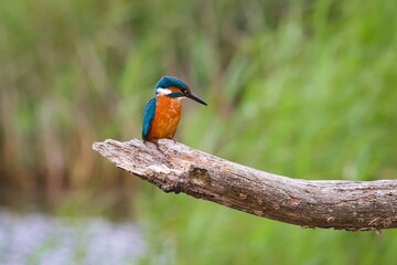 Kingfisher