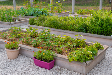 Vegetable garden with assortment vegetable plants and flowers in wooden raised bed boxes....