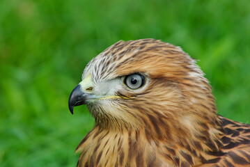 bird of prey portrait