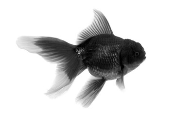 Goldfish swimming on white background with a clipping path(Goldfish Oranda)