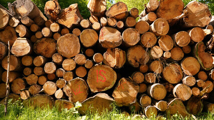 Log Stacks in Forest for Wood Log Industry