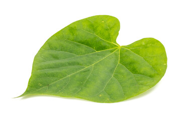 Obraz premium Tinospora crispa or Heart leaved moonseed, Tinospora cordifolia (Menispermaceae) isolated on white background.Medicinal properties help treat diseases.