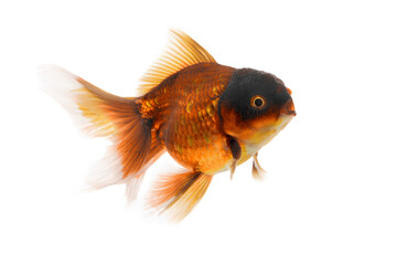 Goldfish swimming on white background with a clipping path(Goldfish Oranda)