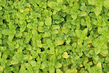 Herb oregano plant leaves only