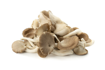 Angel mushroom (Pleurotus pulmonarius, Indian Oyster, Phoenix Mushroom, Lung Oyster) isolated on white background