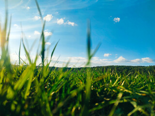 grass and sky