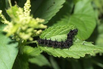 Peacock's eye butterfly caterpillar on a nettle leaf, close-up.