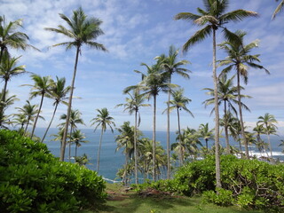 Fototapeta na wymiar Palm trees at the coastal line near Mirissa, Sri Lanka