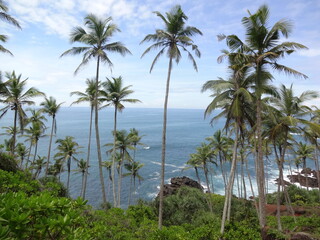 Fototapeta na wymiar Palm trees at the coastal line near Mirissa, Sri Lanka
