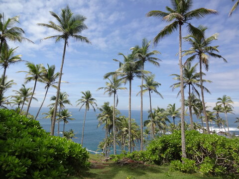 Palm trees at the coastal line near Mirissa, Sri Lanka © Joris