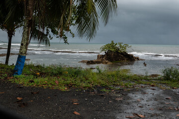 trees on the beach