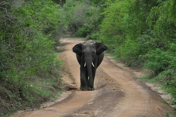 Elephant in Yala National Park, Sri Lanka - obrazy, fototapety, plakaty