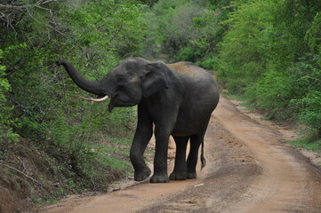 Elephant in Yala National Park, Sri Lanka