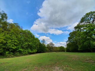 Beautiful amazing forest in spring 