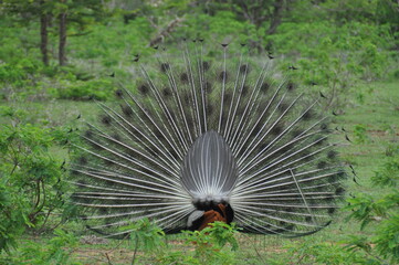 A peacock showing his feathers in Sri Lanka.