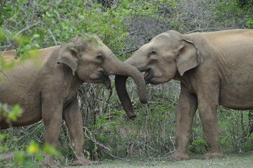 Elephants in love in Yala National Park, Sri Lanka