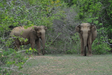 Elephants in Yala National Park, Sri Lanka
