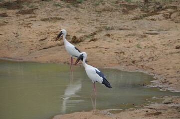 White crane birds in Yala National Park, Sri Lanka