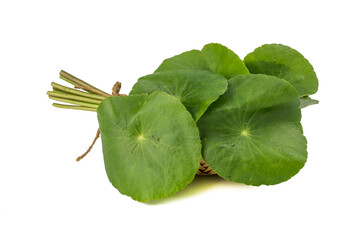Asiatic Leaf Herb gotu kola, indian pennywort, centella asiatica, tropical herb isolated on white...