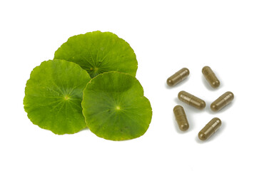Asiatic Leaf Herb gotu kola, indian pennywort, centella asiatica, isolated on white background. Extracted into capsules or essential oil. ayurveda herbal medicine inhibited or slowed growth of cancer