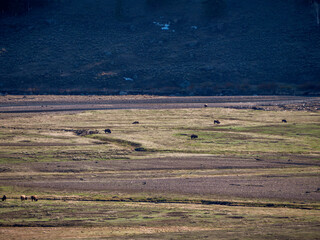Obraz premium Herd of Bison in Lamar Valley