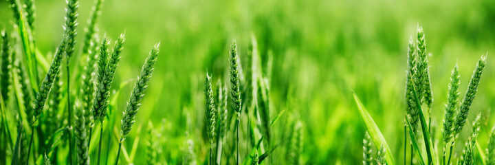 Macro close up of fresh young ears of young green wheat in spring summer field. Free space for text. Agriculture scene