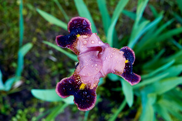 Whole iris flower in the grass shot from the top. Macro of a violet garden flower with visible raindrops outdoors.