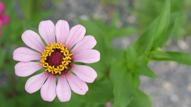 4K Beautiful soft pink zinnia flower with green leaves, isolated nature background.