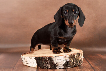 A small dachshund puppy stands on wooden birch poles and looks at the camera on a brown background