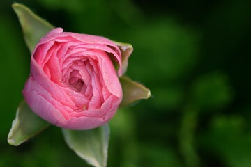 Pink ranunculus flower bud on bokeh garden green background.