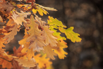 Yellow oak leaves in autumn, the background is blurred.
