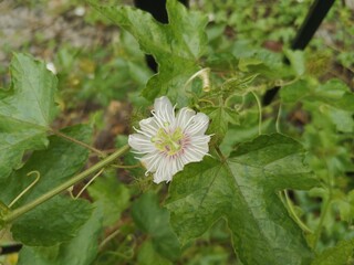 white flower